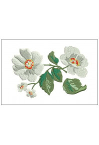 Plf047 - White flowers